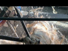 پوست گاو استیبلایزر ژلاتین خوردنی ژلاتین هیدرولیزات حلال